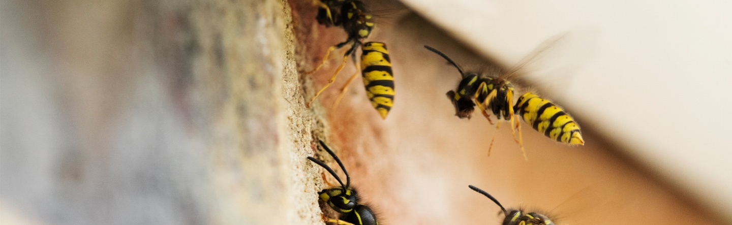 VESPULA VULGARIS